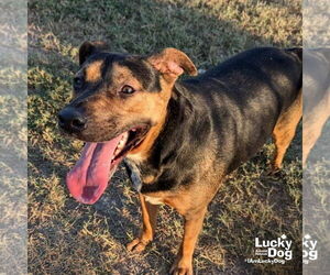 Mutt Dogs for adoption in Washington, DC, USA
