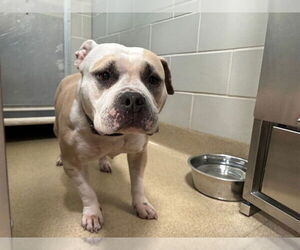 American Staffordshire Terrier-Unknown Mix Dogs for adoption in Grand Prairie, TX, USA