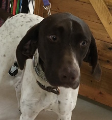 Medium Photo #1 German Shorthaired Pointer-Unknown Mix Puppy For Sale in Issaquah, WA, USA