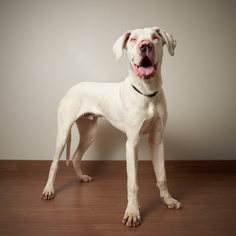Great Dane Dogs for adoption in Eden Prairie, MN, USA