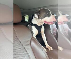 American Staffordshire Terrier Dogs for adoption in Fort Lauderdale, FL, USA