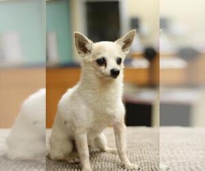 Chihuahua-Unknown Mix Dogs for adoption in Fullerton, CA, USA