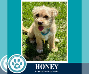 Mutt Dogs for adoption in Kimberton, PA, USA