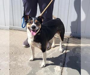 Border Collie-Unknown Mix Dogs for adoption in Louisville, KY, USA