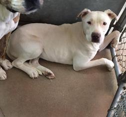 Bullboxer Pit Dogs for adoption in HESPERIA, CA, USA