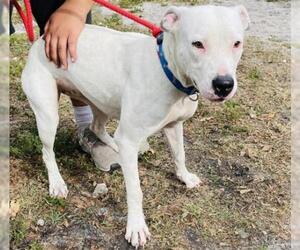 Dogo Argentino Dogs for adoption in Fort Lauderdale, FL, USA
