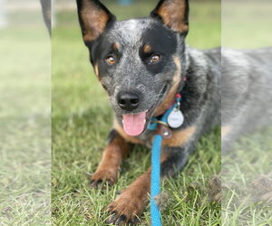 Mutt Dogs for adoption in Garden City, NY, USA