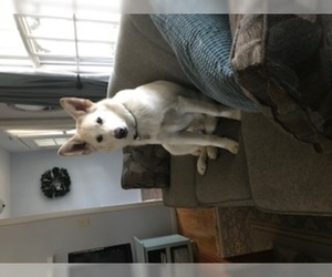 Alaskan Malamute-German Shepherd Dog Mix Dogs for adoption in Princeton, MN, USA