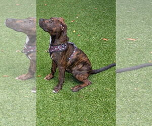 Labrador Retriever-Unknown Mix Dogs for adoption in Sanford, FL, USA