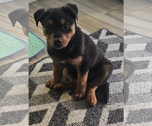 Rottweiler-Unknown Mix Dogs for adoption in MIDWAY, UT, USA