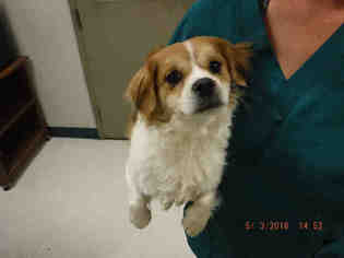 Schweenie Dogs for adoption in Oroville, CA, USA