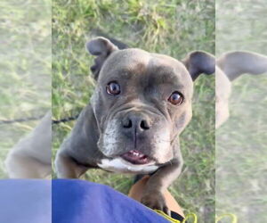 Bulldog-Unknown Mix Dogs for adoption in Sanford, FL, USA