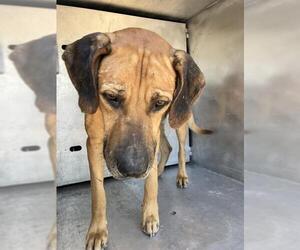 Redbone Coonhound-Unknown Mix Dogs for adoption in Conroe, TX, USA