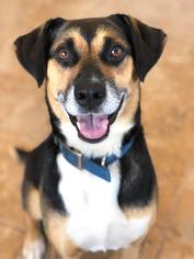 Labrador Retriever Dogs for adoption in Ashland, WI, USA