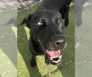 Labrador Retriever-Unknown Mix Dogs for adoption in Pasadena, TX, USA