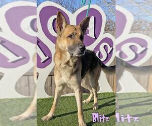 German Shepherd Dog Dogs for adoption in Mason, MI, USA