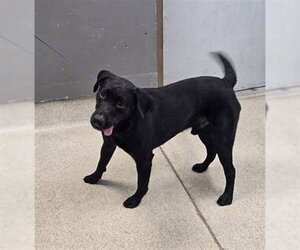Labrador Retriever Dogs for adoption in Tallahassee, FL, USA