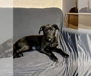 Mutt Dogs for adoption in Boston, MA, USA