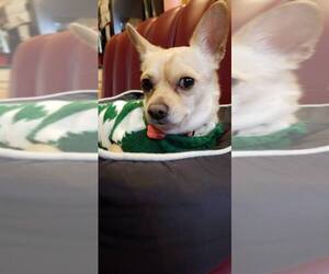 Chihuahua Dogs for adoption in Goodyear, AZ, USA