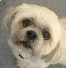 Lhasa Apso Dogs for adoption in Westminster, MD, USA