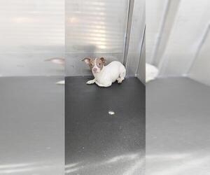 Chihuahua-Unknown Mix Dogs for adoption in San Antonio, TX, USA
