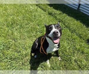 Collie-Unknown Mix Dogs for adoption in Modesto, CA, USA