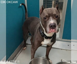 Mutt Dogs for adoption in Oklahoma City, OK, USA