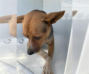 Catahoula Leopard Dog Dogs for adoption in Houston, TX, USA