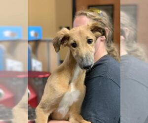 Medium Photo #1 Greyhound Puppy For Sale in Pembroke, GA, USA