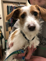 Jack Russell Terrier Dogs for adoption in Asheville, NC, USA