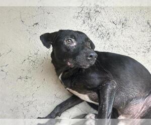 Labrador Retriever-Unknown Mix Dogs for adoption in Ocala, FL, USA