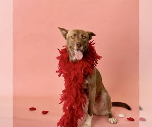 Siberian Husky-Unknown Mix Dogs for adoption in Sacramento, CA, USA