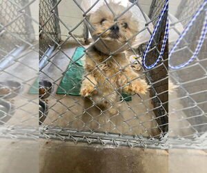 Shih Tzu Dogs for adoption in Great Bend, KS, USA