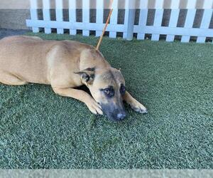 German Shepherd Dog-Unknown Mix Dogs for adoption in Modesto, CA, USA