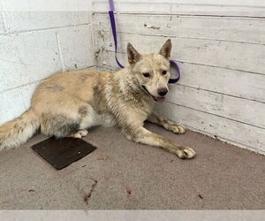 Siberian Husky-Unknown Mix Dogs for adoption in San Bernardino, CA, USA