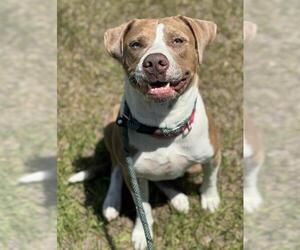 Labrador Retriever-Unknown Mix Dogs for adoption in Fort Lauderdale, FL, USA