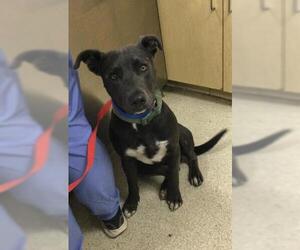 American Pit Bull Terrier Dogs for adoption in Riverside, CA, USA