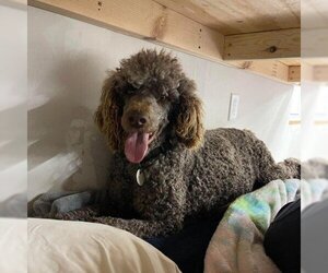 Poodle (Standard) Dogs for adoption in St Paul, MN, USA
