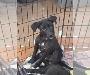 Labrador Retriever-Unknown Mix Dogs for adoption in SHERBURNE, NY, USA