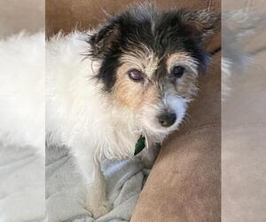 Jack Russell Terrier-Unknown Mix Dogs for adoption in San Jose, CA, USA