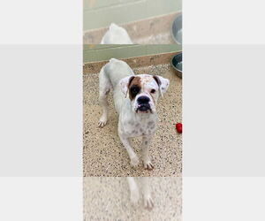 Boxer Dogs for adoption in Austin, TX, USA
