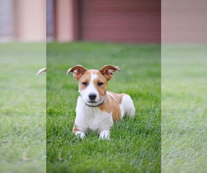 Australian Shepherd-Unknown Mix Dogs for adoption in Sandy, UT, USA