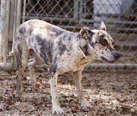 Catahoula Leopard Dog Dogs for adoption in Warwick, RI, USA