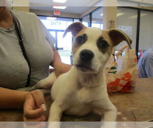 American Pit Bull Terrier Dogs for adoption in Ocala, FL, USA