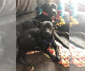Chiweenie Dogs for adoption in Cedar Rapids, IA, USA