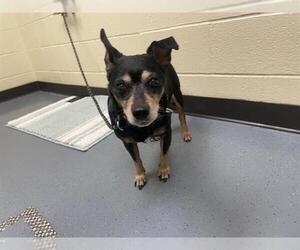 Chihuahua Dogs for adoption in Denver, CO, USA