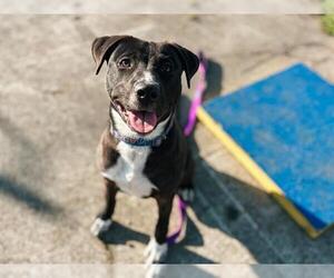 Border Collie-Unknown Mix Dogs for adoption in McKinleyville, CA, USA