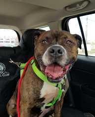 Boxer-Mastiff Mix Dogs for adoption in Lockport, IL, USA