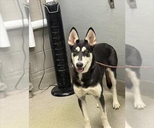 Huskies -Unknown Mix Dogs for adoption in Las Vegas, NV, USA
