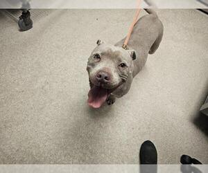 Mutt Dogs for adoption in Bakersfield, CA, USA